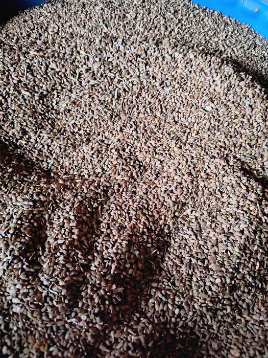 Sprzedam Seradela Seladera Gryka