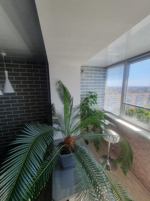 Пальма Сагова Цикас