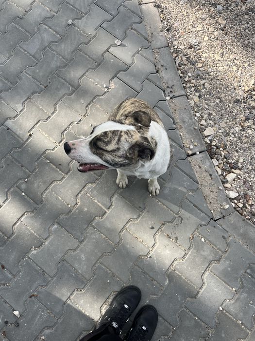Do adopcji Suczka w typie Amstafa