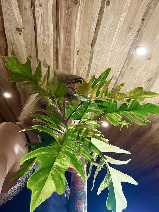 Philodendron Florida Beauty x Tortum Variegata  , Filodendron