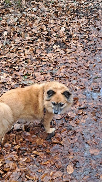 Opieka nad kotami z dojazdem | Bez hotelu, bez stresu