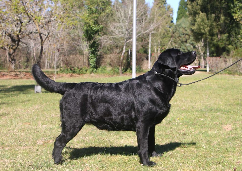 Cachorra Labrador Retriever Preta filha de Junior World Winner/Multi Campeão