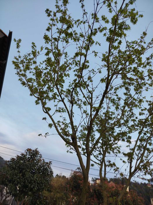 Ácer palmatum verde folha pequena 3,50m