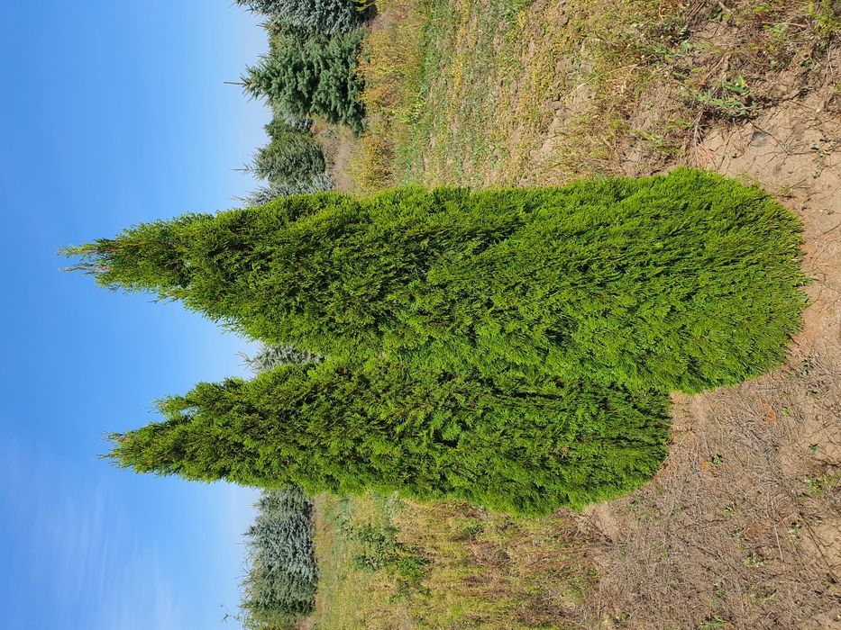 Туя Смарагд, голден смарагд 0,1-4 метра. Доставка в любой город
