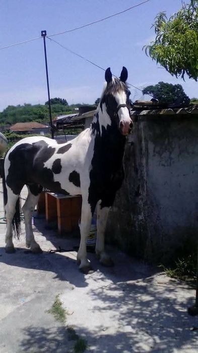 Cobrições garanhão Torino
