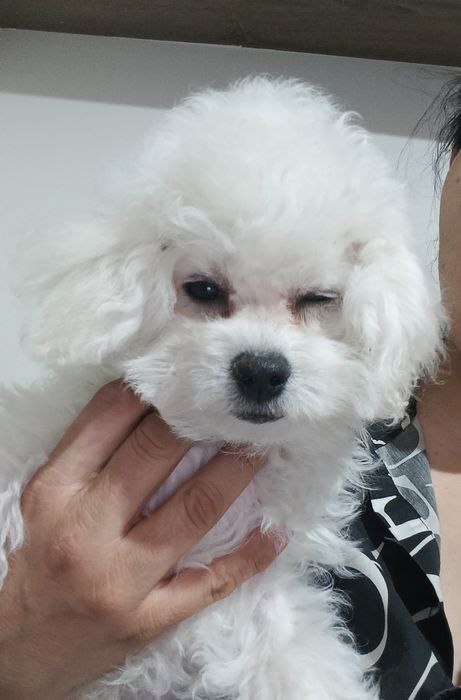 Bichon frise suczka  FCI ZKwP