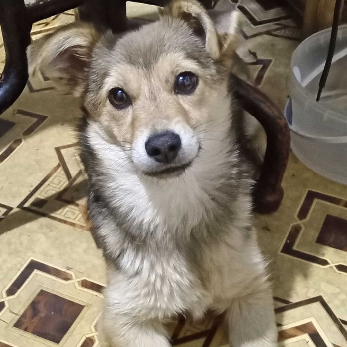 Маленька стерильна собака