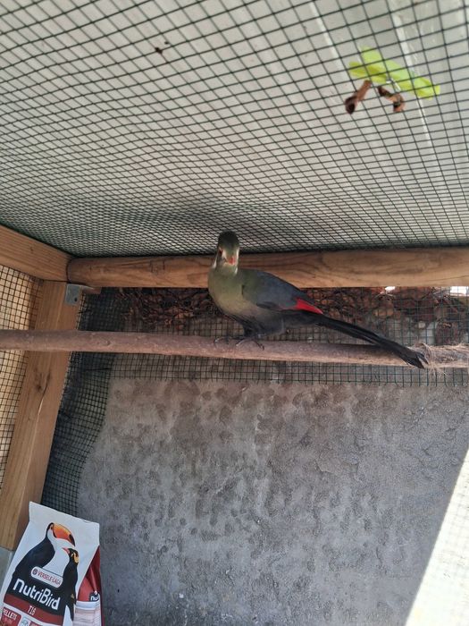 Fêmea de turaco leucotis