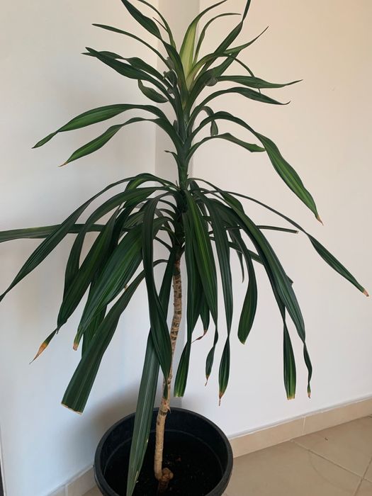 Planta de interior natural. Tamanho grande.