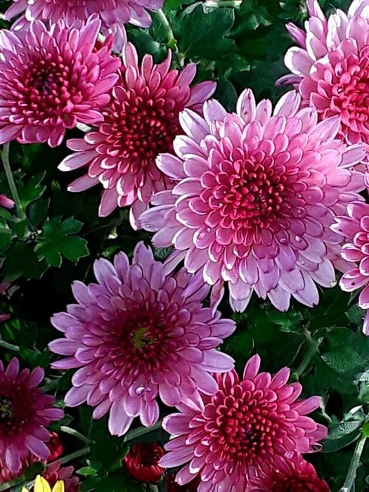 Високорослі хризантеми.