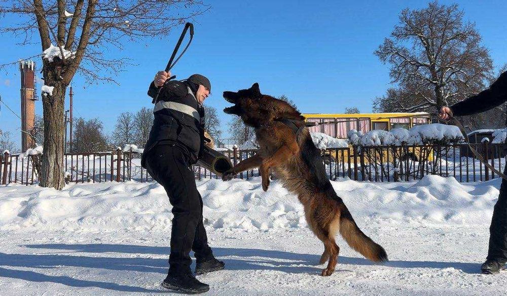 Німецька вівчарка