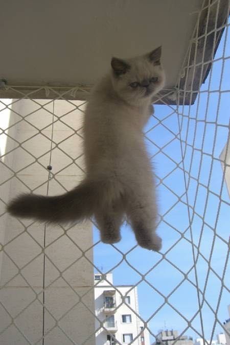 Rede de Proteção paga Gatos