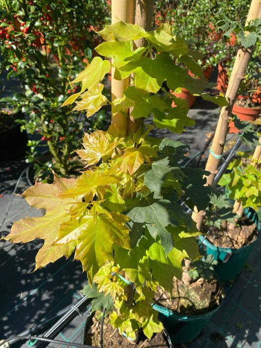 Klon zwyczajny Columnare 180-280 cm