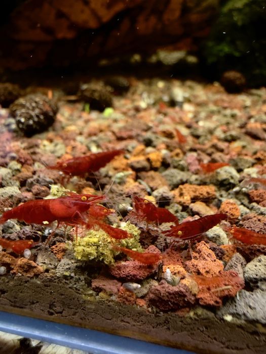 Bloody Mary Orange Eye - krewetki Neocaridina / pomarańczowe oczy