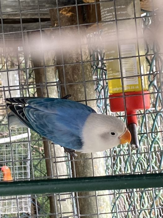 Agaporni fisher opalino azul euwing