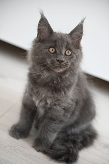 Stella koteczka Maine Coon