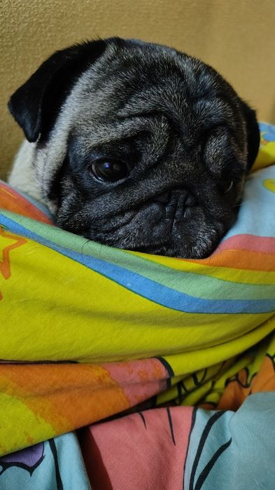 Мопс,мальчик ищет невесту.