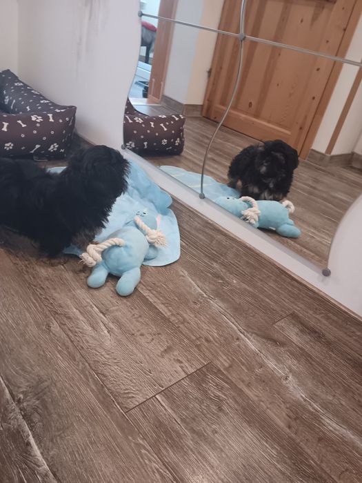 Shih Tzu Sunia Piękności