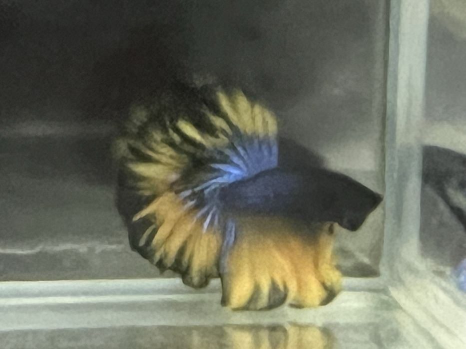 Bojownik Super Delta