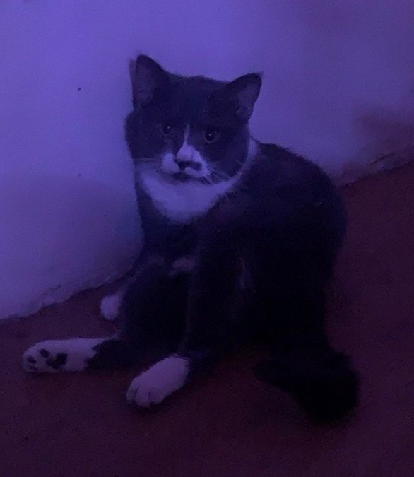 Віддаємо котика, 3 роки