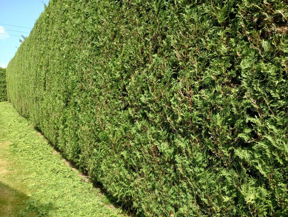 Wycinka drzew, przycinanie tuji, karczowanie,