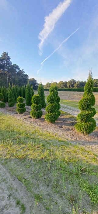 Thuja Szmaragd Spirale Kule