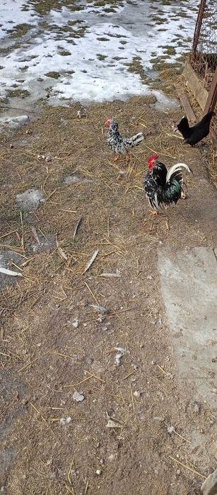 Kury liliputki liliputy koguty