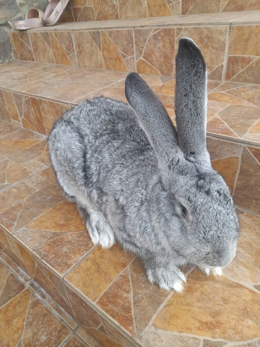 Продаються кролі