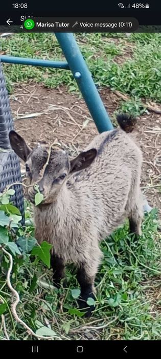 Minitura cabrito