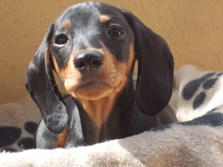 Щеня такси у пошуках дому