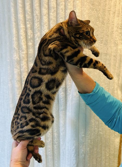 Kotka Bengal do hodowli i wystaw. TICA