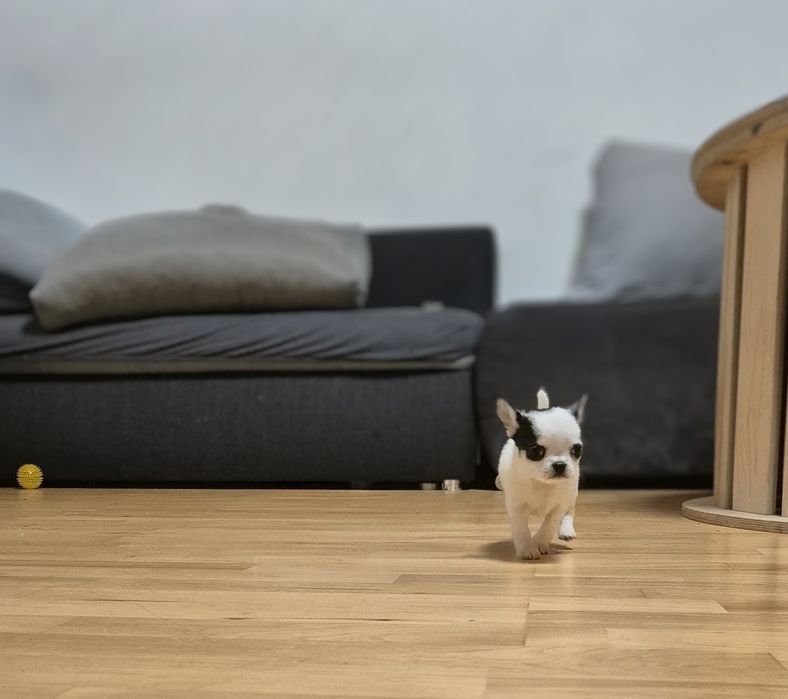 Krótkowłosy piesek chihuahua.