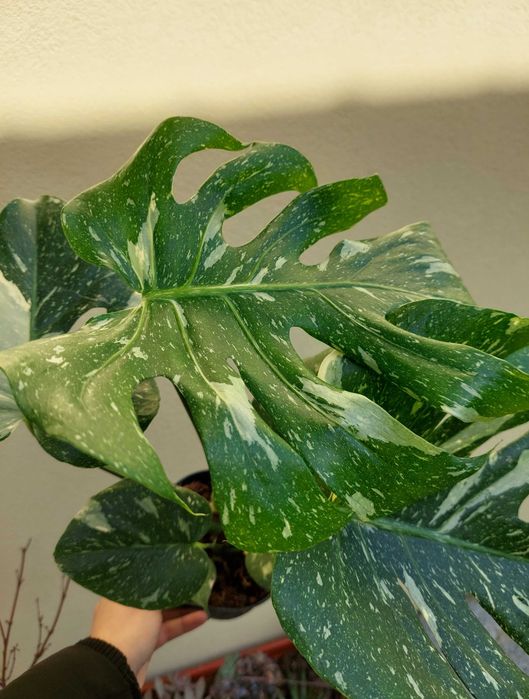 Planta Monstera Thai Constellation