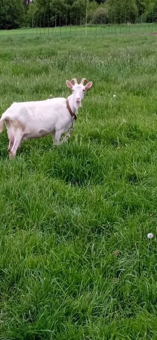 Молоко козяче свіже, солодке.