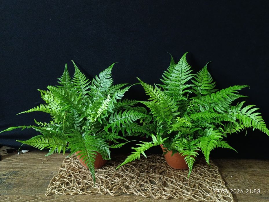 Папороть Атіріум (Athyrium),