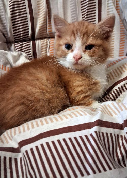 Котята, коты и кошки бесплатно