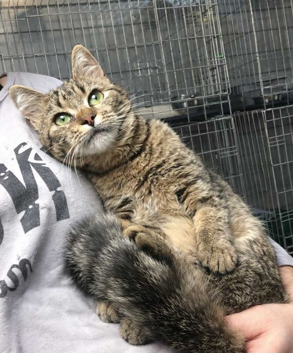 Смугаста красуня-кошеня МиМи, близько 7 місяців.