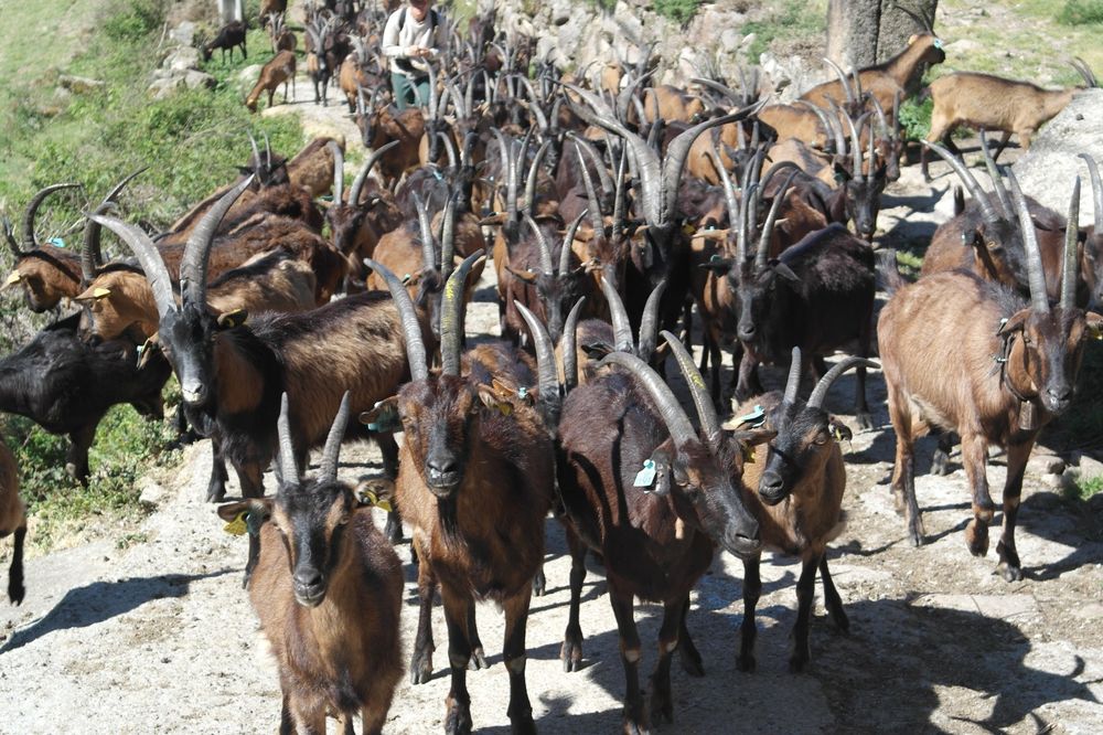 Vendo 60 cabras bravias