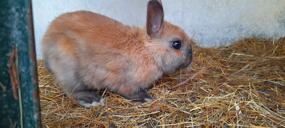Ceolhos Anao Holandes/netherland Dwarf