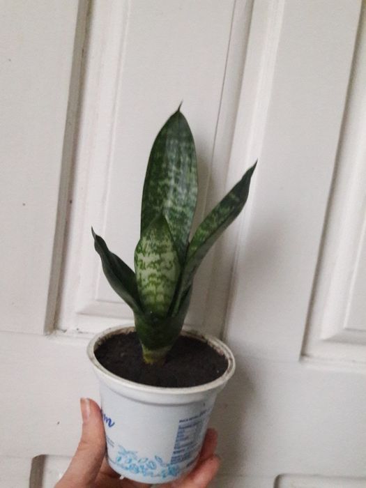 Сансевиерия ханни