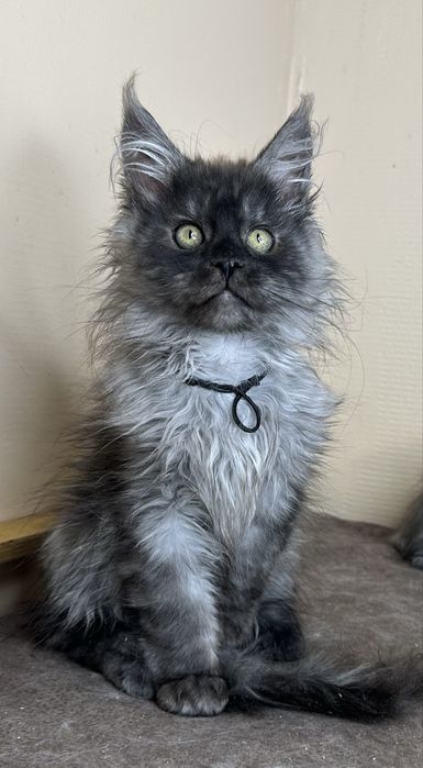 Кошенята Мейн Кун з розплідника