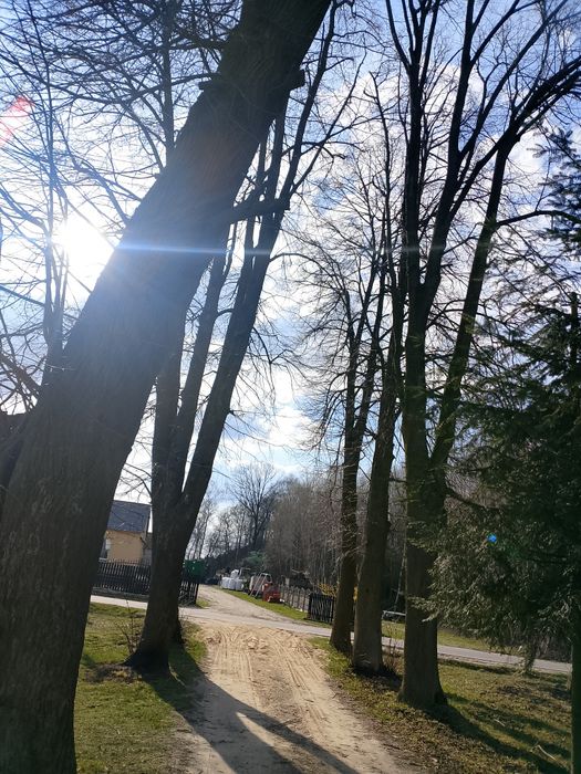 Sprzedam lipy 11szt na pniu.