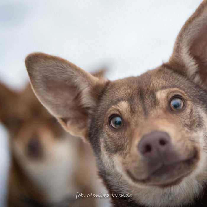 Szafirka – mała odkrywczyni gotowa podbić świat i Twoje serce