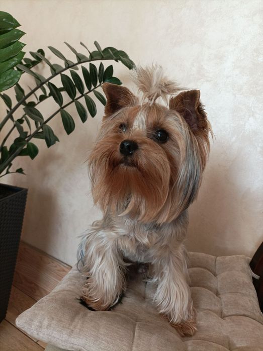 Вязка -йоркширский терьер