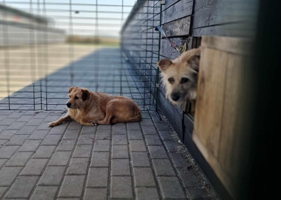 Mamba prosi o szansę