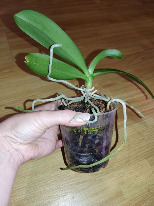 Фаленопсиси Sogo Gotris pelor і звичайна