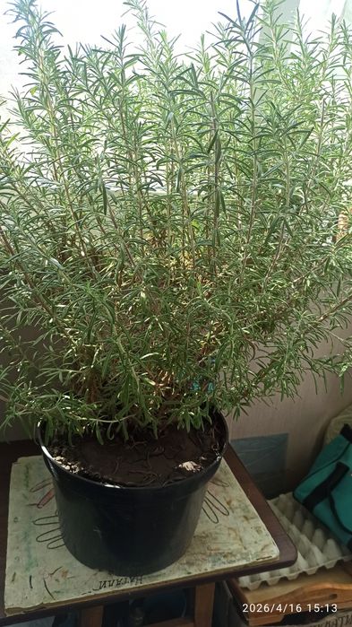 Великий кущ розмарину