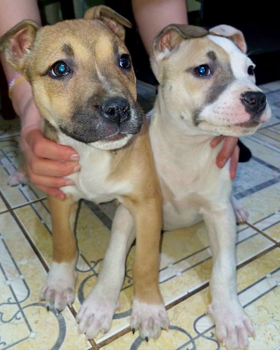 Цуценята Амстафф