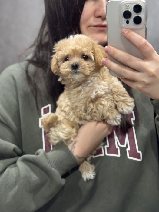 Мини девочка мальтипу днепр