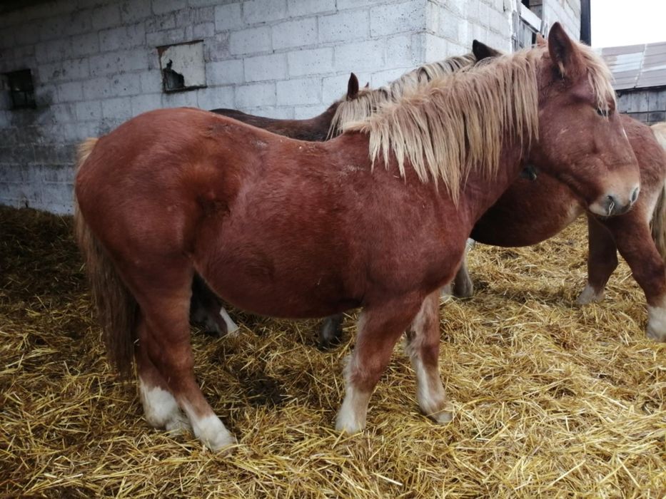 Sprzedam klacze różny wiek